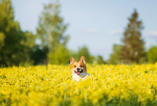 a cute red corgi dog runs across a yellow flowering meadow on a sunny summer day