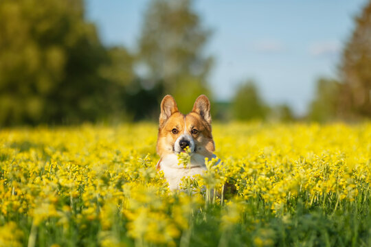 a cute red corgi dog runs across a yellow flowering meadow on a sunny summer day