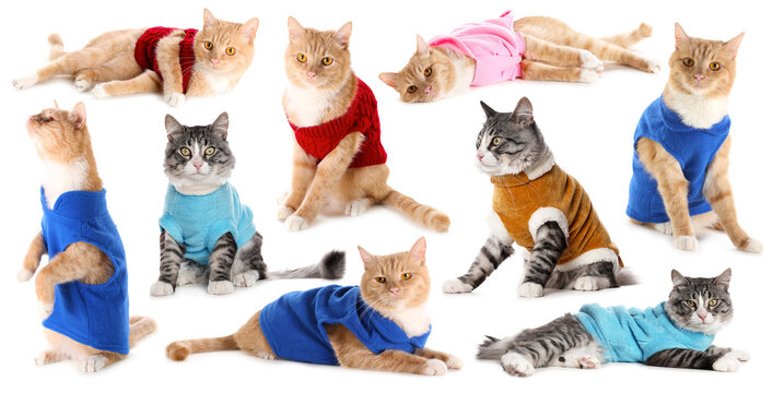 Cute cats wearing pet clothes on white background, collage