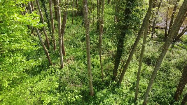 trees in the forest with an amazing view and panoramic shot that shows everydetail of it
