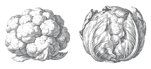 Fototapeta premium Vintage engraved cauliflower and cabbage illustration isolated on white background.