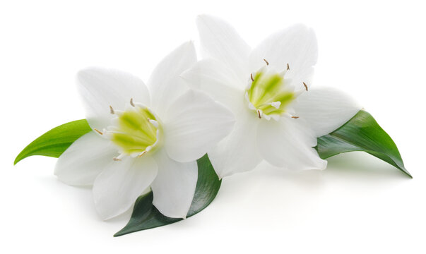 Two white eucharis amaryllis flowers isolated on white background