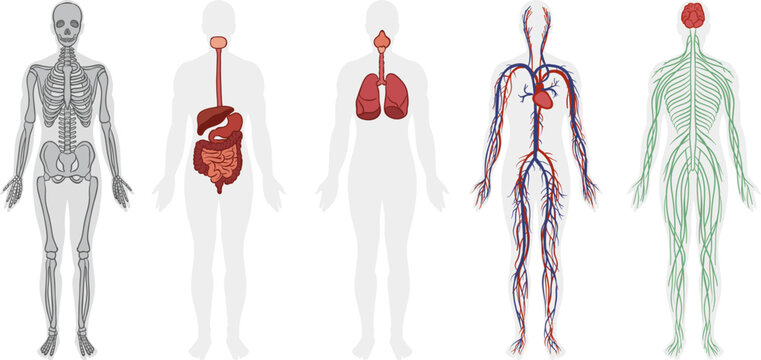 Five human body systems: skeletal, digestive, respiratory, circulatory with heart, and nervous system. Educational medical anatomy illustrations on white background.