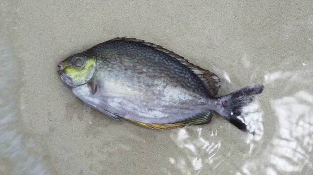 Dead rabbitfish washed ashore on sandy beach