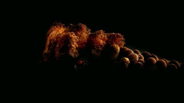 Slime Mold and Mold Growing in Extreme Macro, Microscopic Nature 4K Video. 