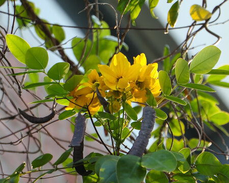 A stunning close-up shot of bright yellow Senna Surattensis flowers blooming beautifully among lush green leaves and brown vine branches.