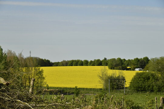 Champ de colza au printemps &agrave; &Eacute;caussinnes d'Enghien (Soignies)