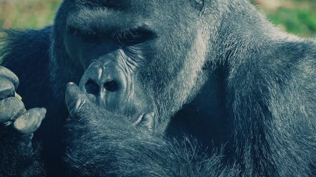 Silverback Gorilla Eating Close-Up
