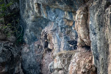 golden eagle bringing prey to cliff nest © taviphoto