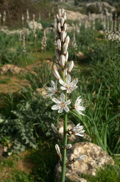 White asphodel flower blooming in the karst rocky landscape of El Torcal de Antequera, Spain