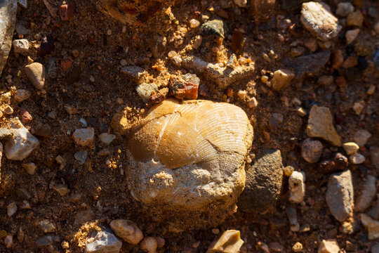 Ancient brachiopod fossil shell embedded in coarse sandy soil, close-up view of prehistoric marine remains resting on a rugged grit landscape, golden hour sunlight highlighting textured details