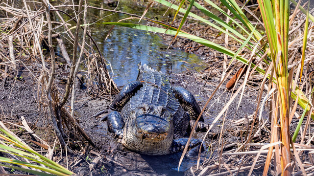 American alligator in a swamp