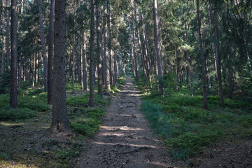 Fototapeta premium A winding forest path leads through tall evergreen trees with dappled sunlight