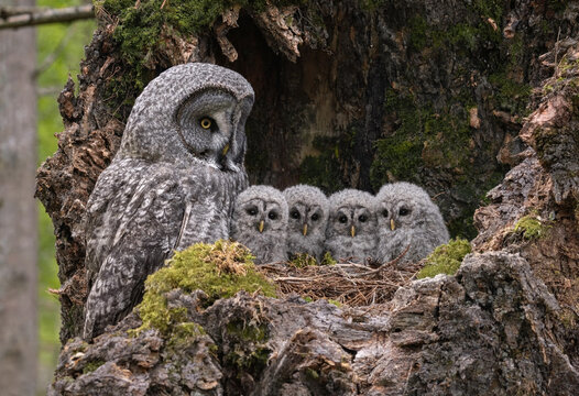 Adult gray owl and her little baby owlets in tree nest with green moss