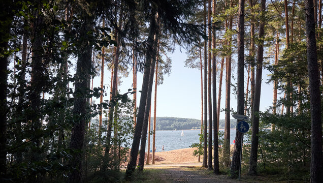 Path through pine forest leads to a sunny lake beach with sailboats on horizon
