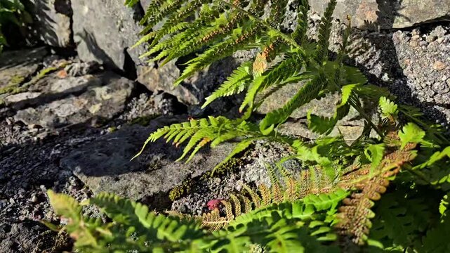 A fern mves in the wind among the stones. Norway, Aver. July