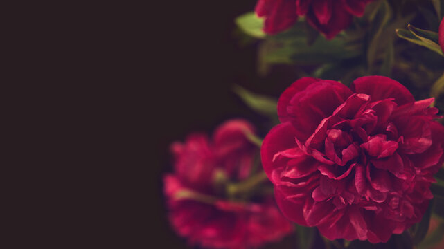 Close-up of a beautiful blurred  purple  bright peony flower on a black color background . Large buds of spring festive flowers have rich textured petals . 