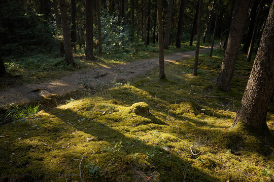 Sunlight streams through a mossy forest floor with a winding path
