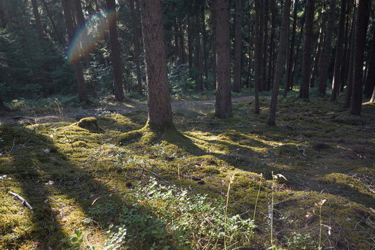Sunlight filters through a dense pine forest onto a mossy forest floor