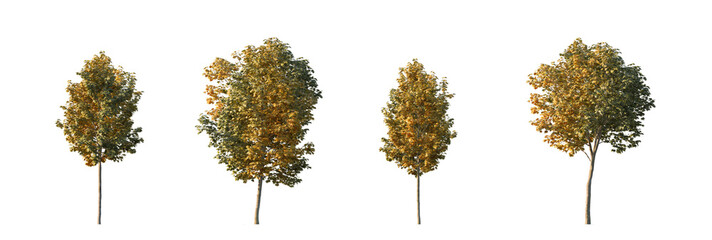 Autumn Maple Tree Set with Four Yellow Orange Trees, Fall Maple Tree Set with Four Autumn Trees on Transparent Background 
