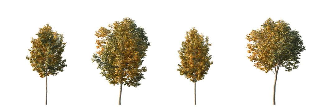 Autumn Maple Tree Set with Four Yellow Orange Trees, Fall Maple Tree Set with Four Autumn Trees on Transparent Background
