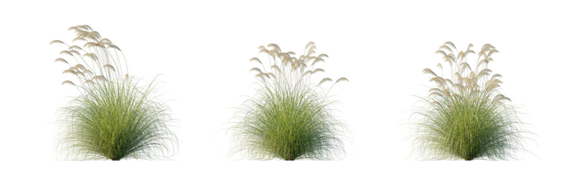 Pampas Grass Set with Three Ornamental Grass Clumps, Cortaderia Richardii Ornamental Grass Set with Beige Plumes on Transparent Background