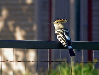 bird on a fence © Rmj