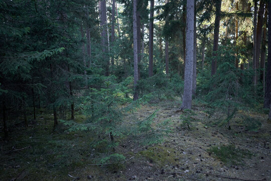Deep forest with young evergreen trees and dappled sunlight filtering through canopy