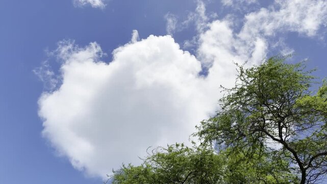 Neltuma pallida (formerly Prosopis pallida) is a species of mesquite tree. kiawe, huarango, American carob. Cumulus clouds. City of Honolulu, Oahu, Hawaii. 