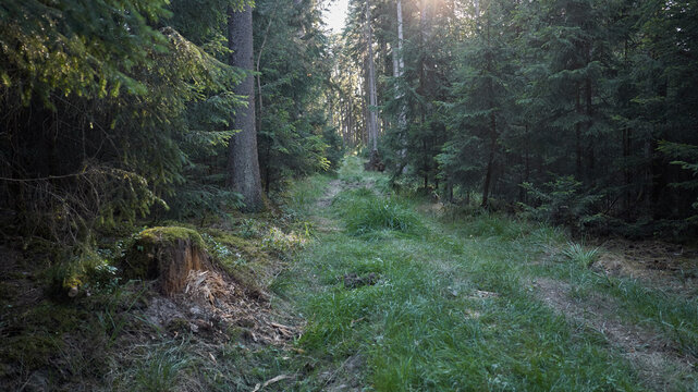 Sunlight streams through a dense forest path with a mossy tree stump