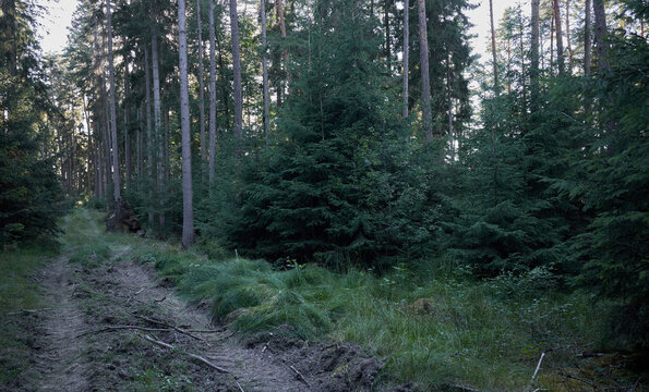 A winding dirt path leads through a dense, sun-dappled evergreen forest