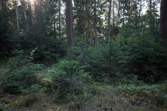 Sunlight filters through a dense evergreen forest with young fir trees growing