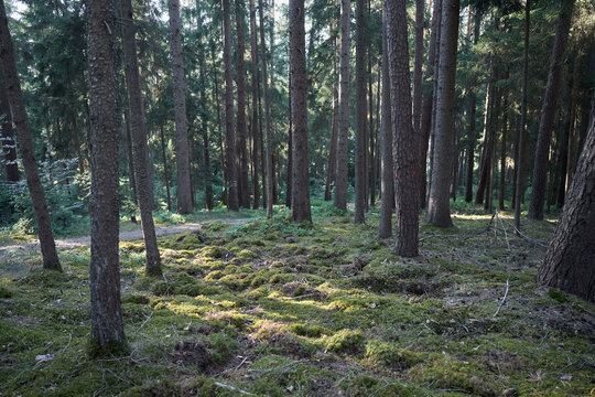 Sunlight filters through a dense forest canopy onto a mossy forest floor
