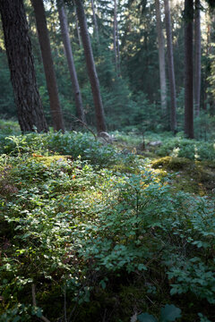 Sunlight filters through tall trees onto a forest floor covered in lush green blueberry bushes