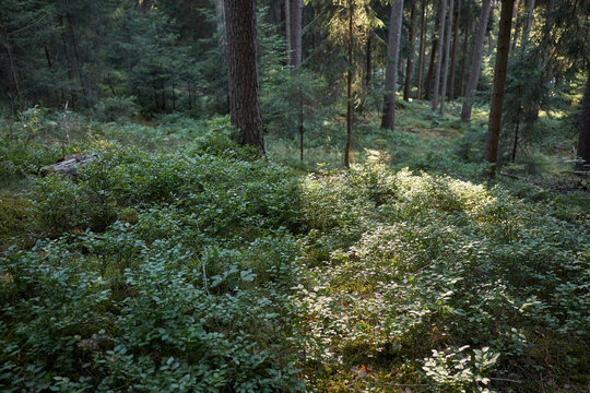 Sunlight filtering through a dense forest canopy onto blueberry bushes