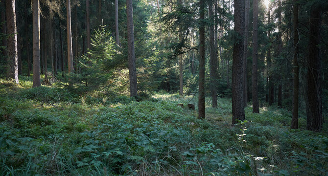 Sunlight streams through a dense forest canopy onto a lush undergrowth