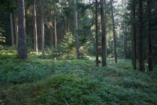 Sunlight filtering through tall pine trees onto a lush forest floor covered in green undergrowth