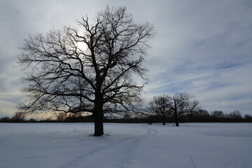 Fototapeta premium tree in the snow