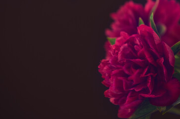 Obraz premium Close-up of a beautiful blurred purple bright peony flower on a black color background . Large buds of spring festive flowers have rich textured petals . 