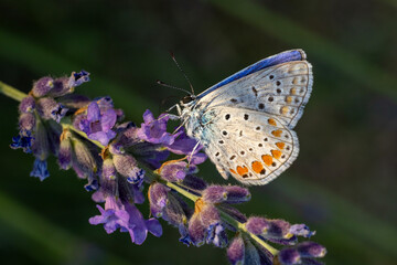 Butterfly on flower © Mehmet