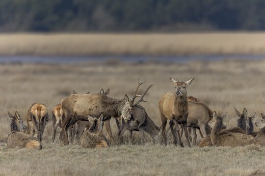 Since older red deer (Cervus elaphus) usually lose their antlers first, younger deer still with antlers like to take advantage of the moment and try to demonstrate dominance to the elderly, ranking, fighting, dispute, Denmark