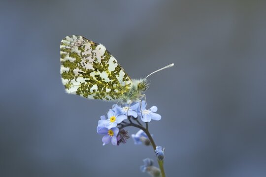 Orange tip butterfly (Anthocharis cardamines) adult insect on a garden blue Forget-me-not flower in spring, England, United Kingdom
