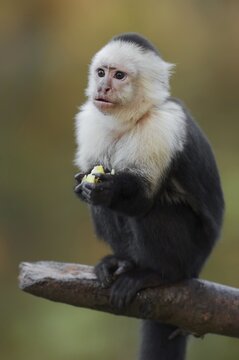 White-shouldered capuchin monkey or white-headed capuchin (Cebus capucinus), captive, occurring in South America