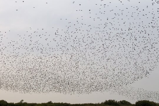 More and more starlings (Sturnus vulgaris) gather at the roost and begin to form formations, autumn migration, spring migration, bird migration, assembly point, flight formation, Germany