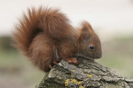 Squirrel (Sciurus) young, about 6 weeks old, Allg&auml;u, Bavaria, Germany, Allg&auml;u, Bavaria, Germany