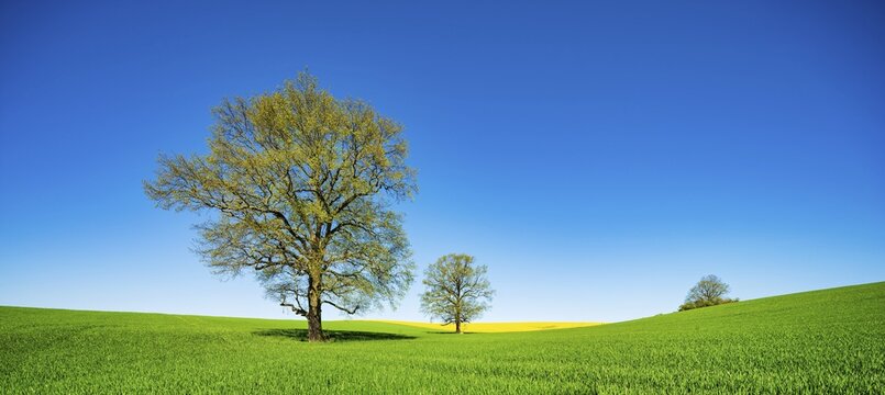 Panorama, Large solitaires Oaks (Quercus) in the field in spring, grain and rape field, blue sky, Burgenlandkreis, Saxony-Anhalt, Germany