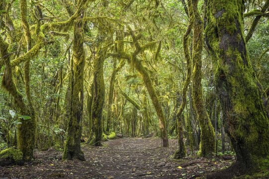Hiking trail in the laurel forest. Trees with moss and lichen. Garajonay National Park, La Gomera, Canary Islands, Spain