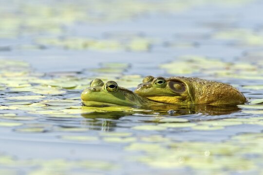 Bull frogs. Lithobates catesbeianus. Bull frogs mating. La Mauricie national park. Province of Quebec. Canada
