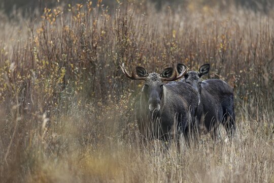 A bull moose (Alces alces) looks attentively in my direction, while the cow moose makes a much more relaxed impression, rutting season, moose rut, October, Denmark