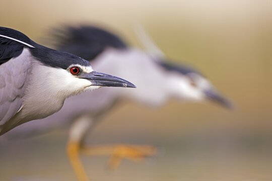 Two night herons (Nycticorax nycticorax) foraging, summer morning, sunrise, Kiskuns&aacute;g National Park, Hungary